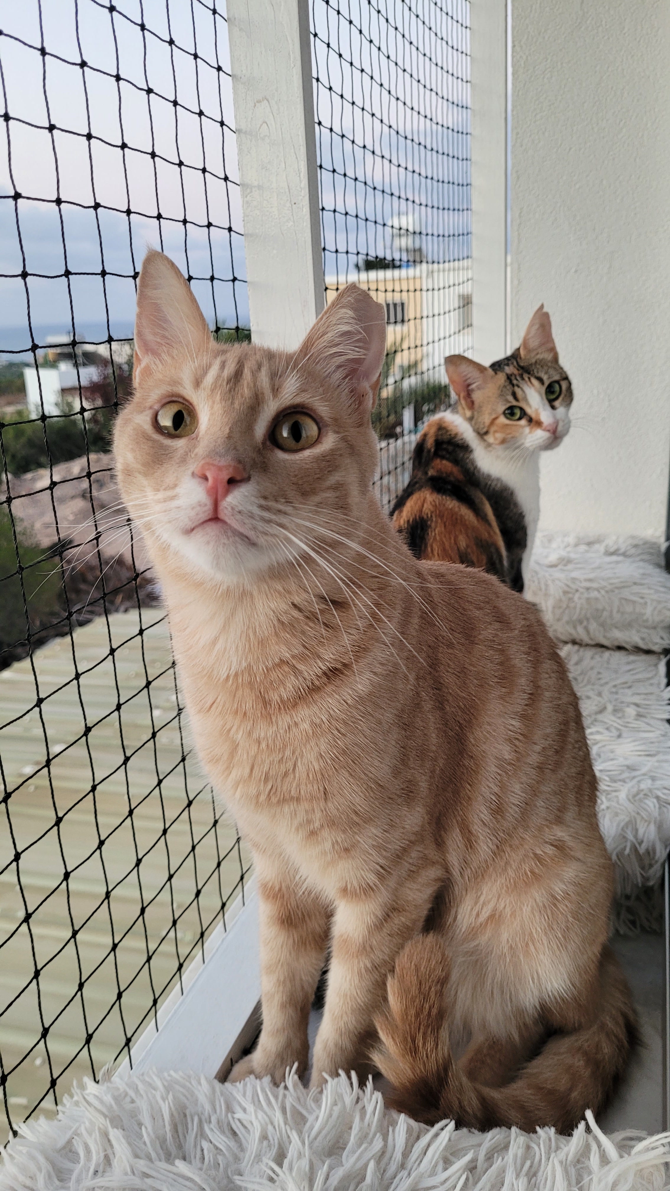 Teddy and Lucy on the window perch, both faces visible