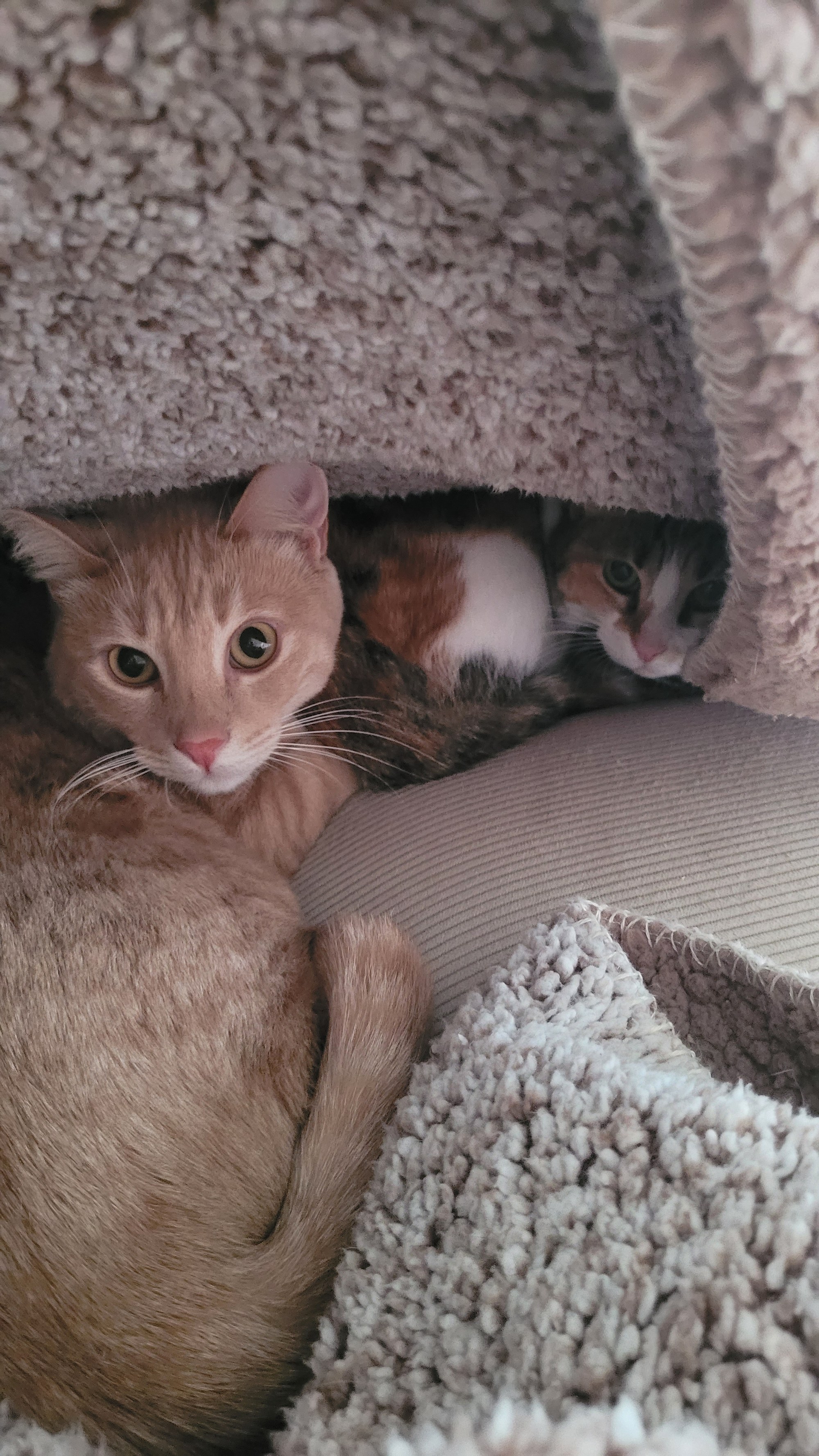 Teddy and Lucy curled up together
