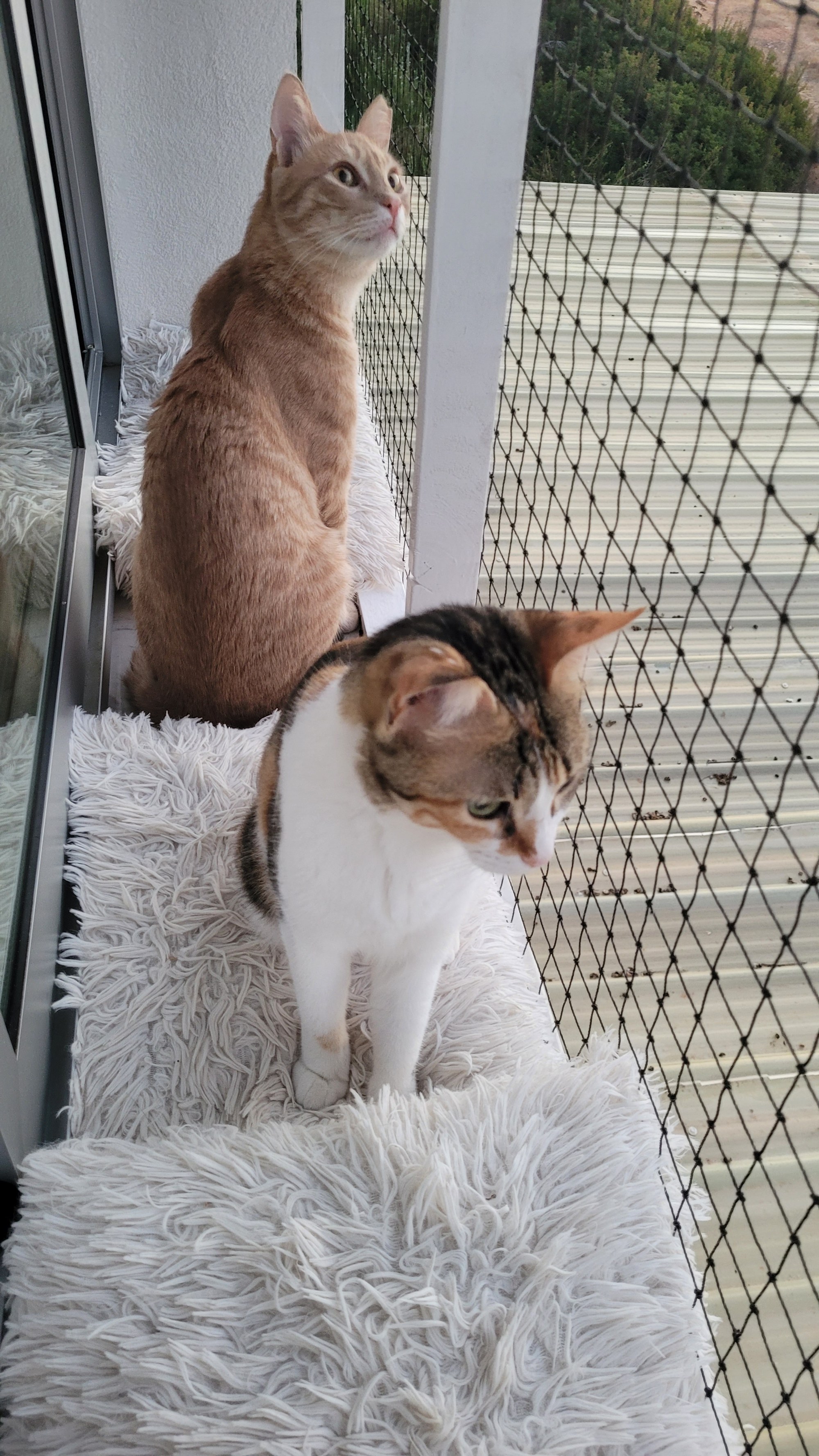 Teddy and Lucy sharing the catio window perch