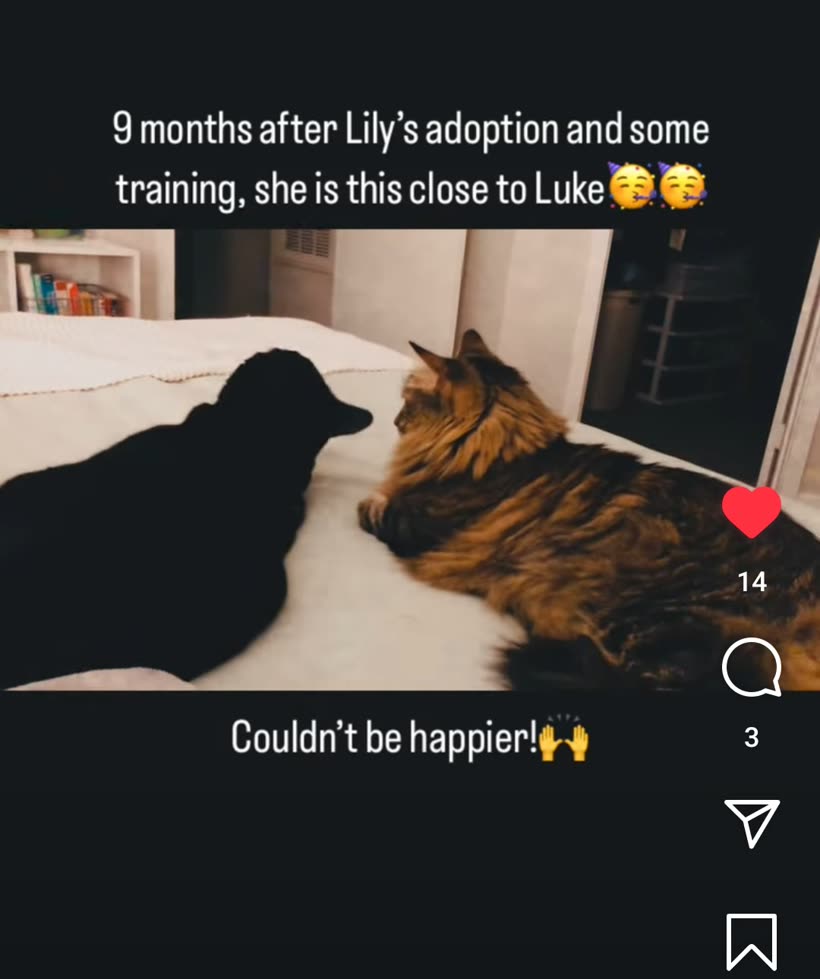 Instagram post: Lily and Luke lying close together, 9 months after adoption