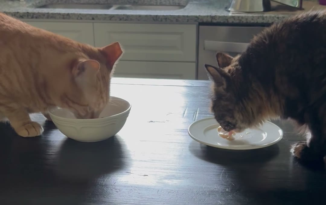 Cornelius and Winnie eating calmly side by side