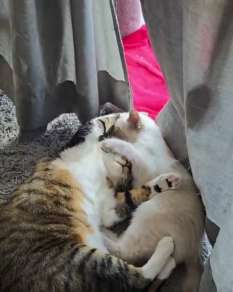 Loki curled around Nala on a rug, one paw resting across her, both relaxed